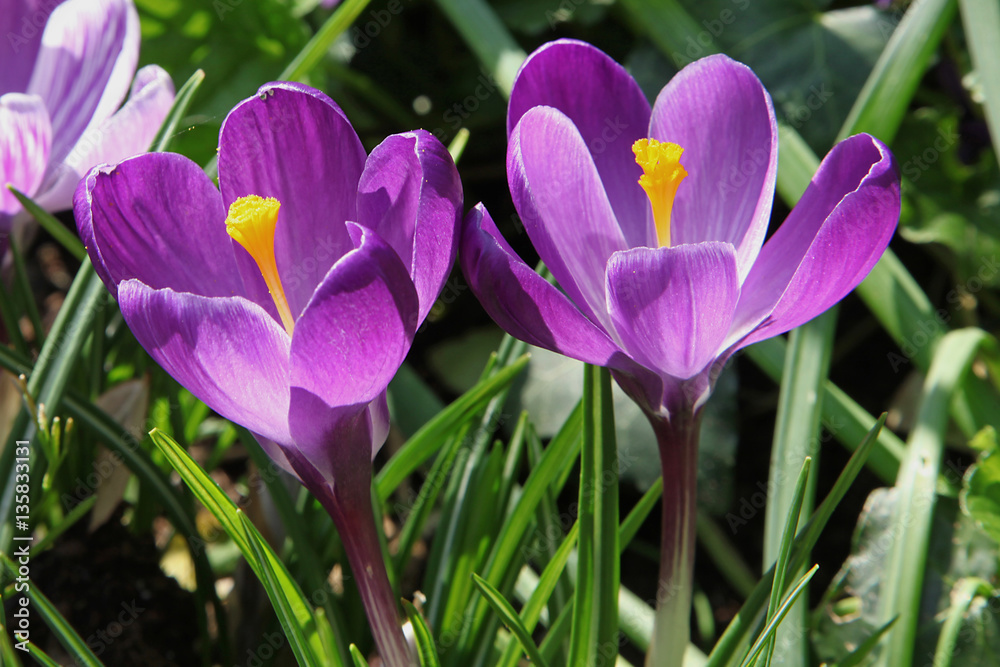 Crocus violets