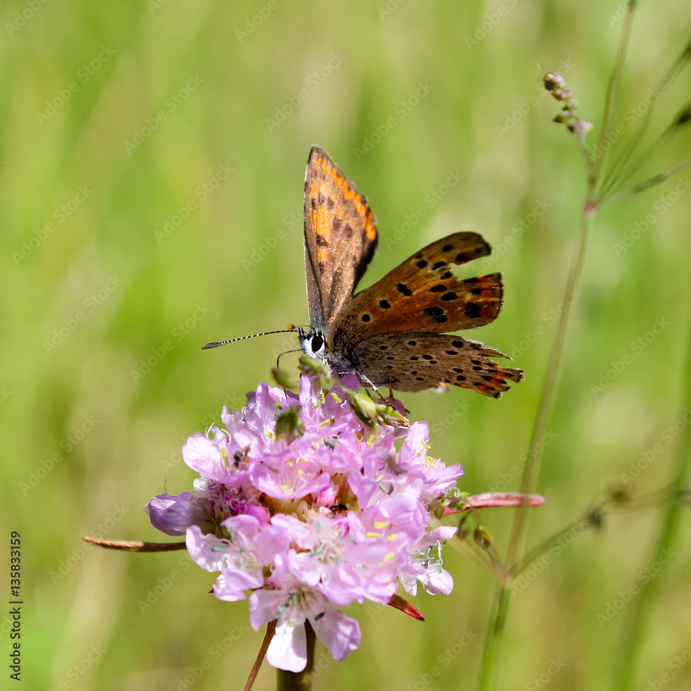 Fototapeta premium small pearl-bordered fritillary (butterfly)
