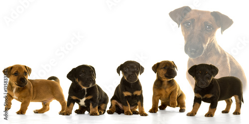 Litter of five Jack Russel puppies and their mother isolated in