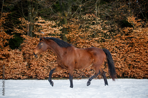 Pferd trabt im Schnee