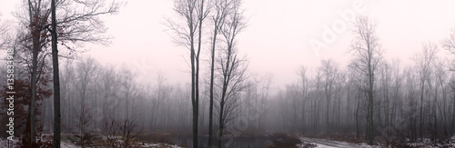 Winter panorama in the forest