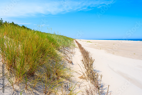 Green grass on sand dune on Lubiatowo beach  Baltic Sea  Poland