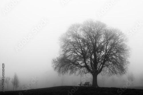 Albero solitario avvolto dalla nebbia in un parco cittadino