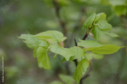 Linden twig, branch with fresh green leaf. Budding, embryonic shoot macro view. soft background. spring time in the park