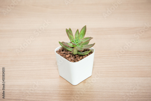 Succulent in pot wooden table background