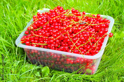 Johannisbeeren photo