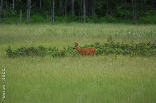 Swedish deer in the bog © Carl-Erik