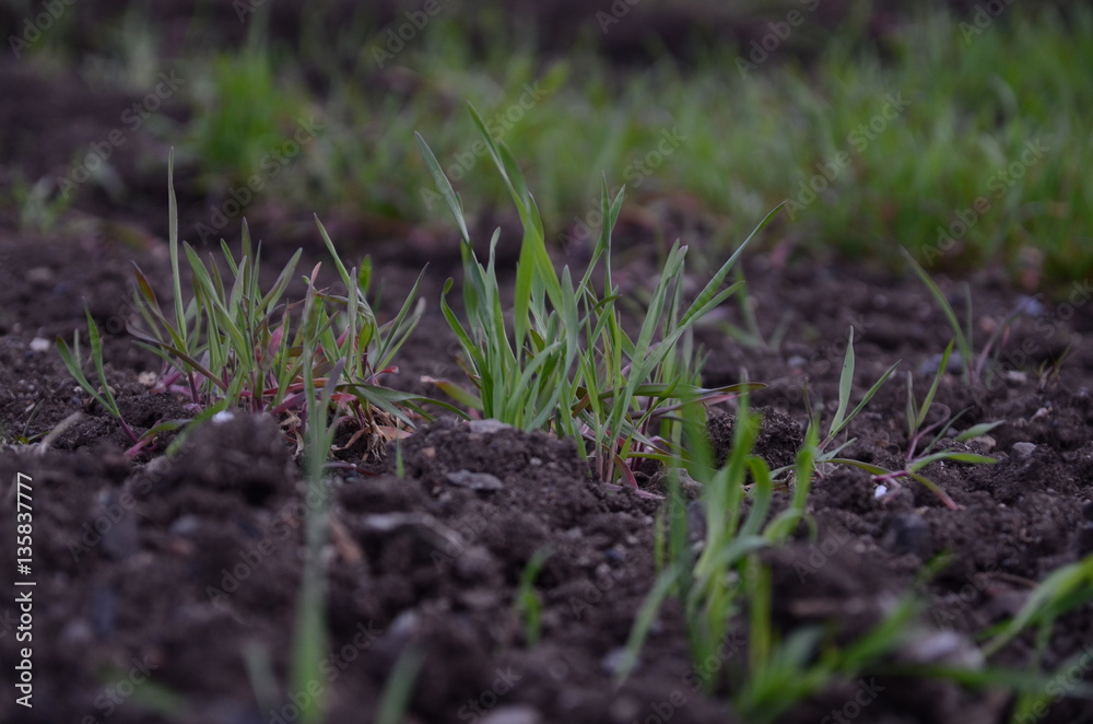 Grass. Fresh green spring grass with dew drops closeup. Sun. Soft Focus. Abstract Nature Background Grass. Fresh green spring grass with dew drops closeup. Sun. Soft Focus. Abstract Nature Background