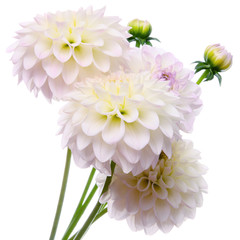 Keuken achterwand Dahlia Kleurrijk dahliaboeket in vaas  © Yury Kisialiou