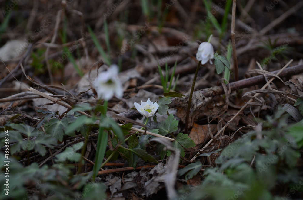 Snowdrops growing on a forest floor, warm composition. Snowdrops growing on a forest floor, warm composition.