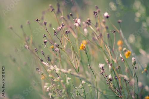 natural summer background  blurred image  shallow depth of field. selective focus