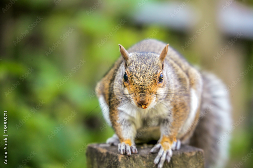 Squirrel close up Squirrel close up