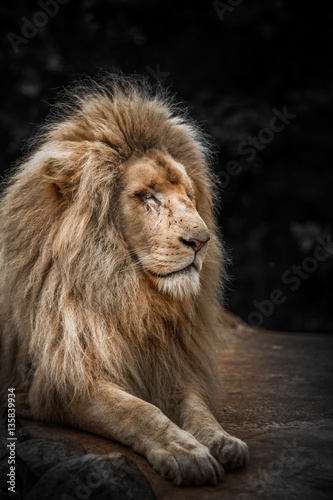 Fototapeta Naklejka Na Ścianę i Meble -  Proud lion portrait