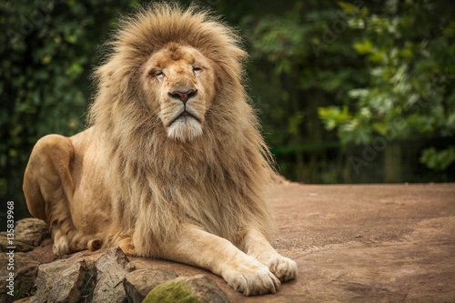 Proud lion portrait
