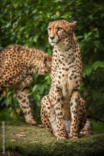 Proud Cheetah posing