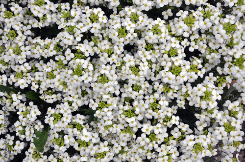 Background and texture of small white flowers with yellow stamens