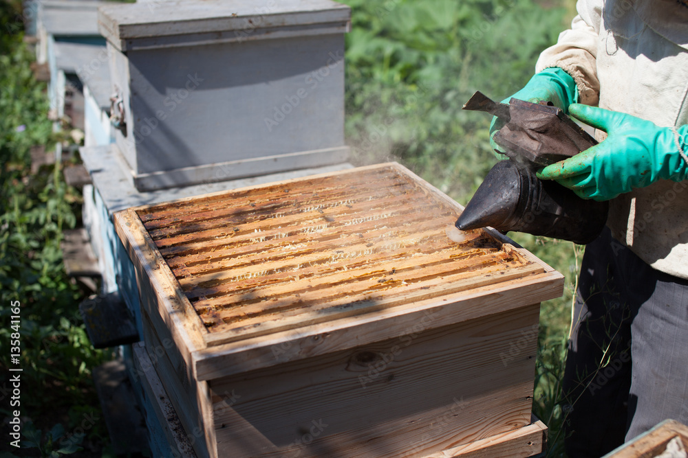 Frames of a bee hive. Beekeeper harvesting honey. The bee smoker is used to calm bees before frame removal. Beekeeper Inspecting Bee Hive