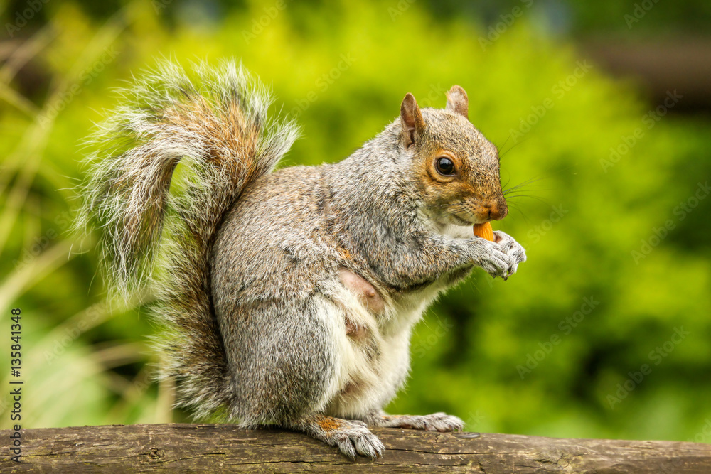 Squirrel eating nut Squirrel eating nut