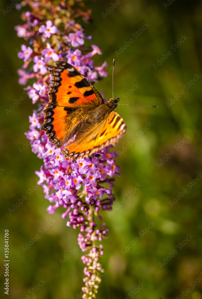 Beautiful Peacock Butterfly