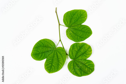 Green leaves on isolated white background.
