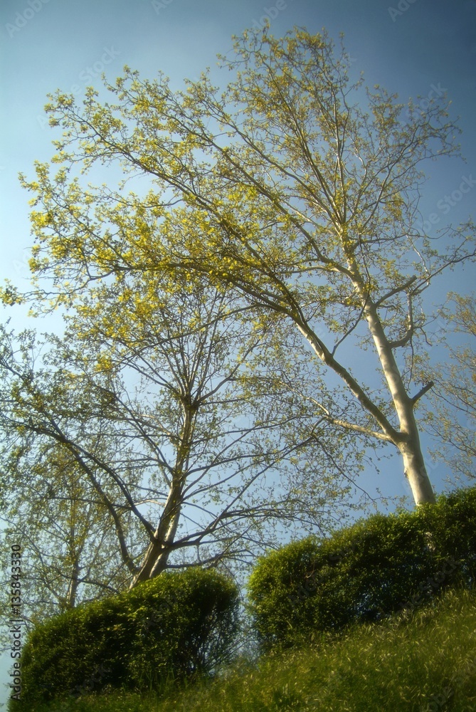 Fototapeta premium Misty pine forest on the mountain slope in a nature reserve