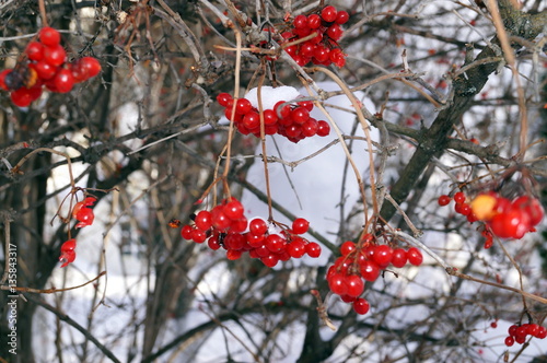 Red bunches of rowan covered with the snow