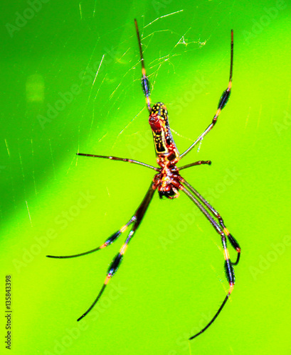 Trail Spider of Costa Rica