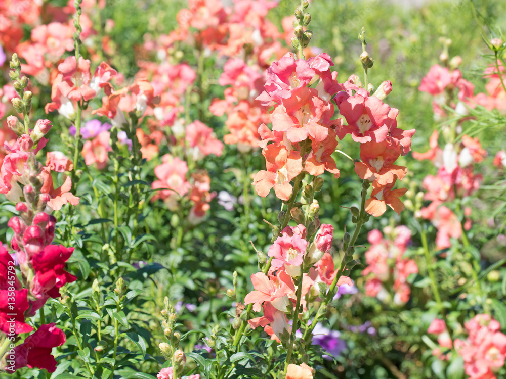 Löwenmaul, Antirrhinum majus