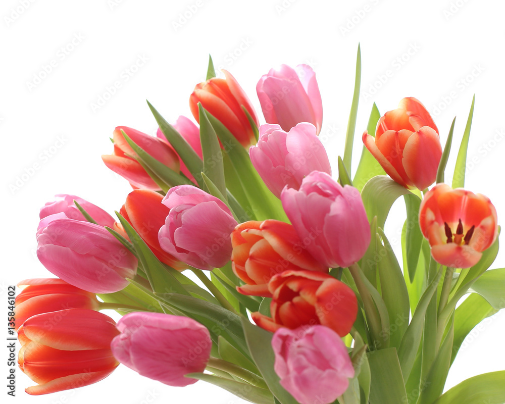 Spring tulips Spring tulips