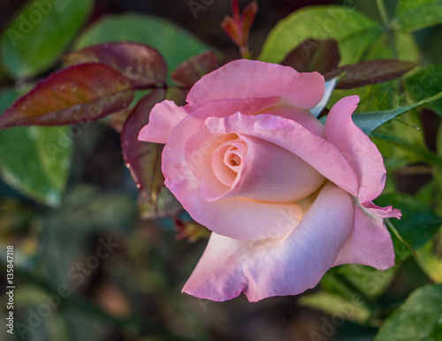 Pink rose