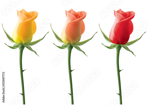Roses set isolated on white, vector 3D illustration