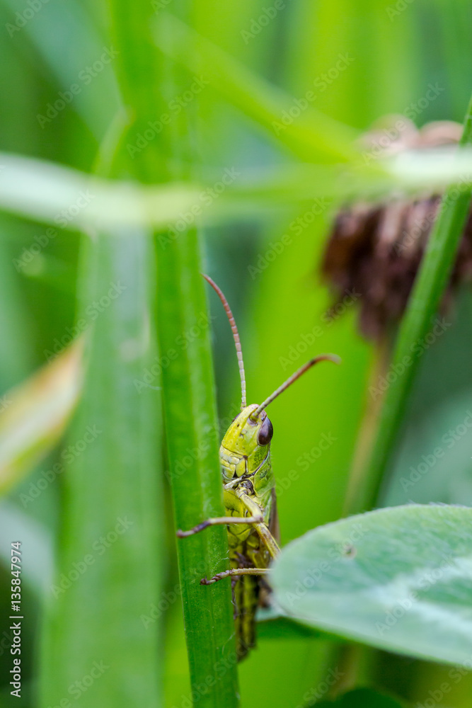 Grasshopper, Caelifera, hidden in green grass in extreme macro s Grasshopper, Caelifera, hidden in green grass in extreme macro s