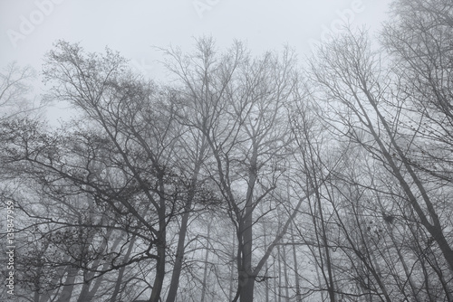 Winter trees in fog. Gloomy forest low angle view.