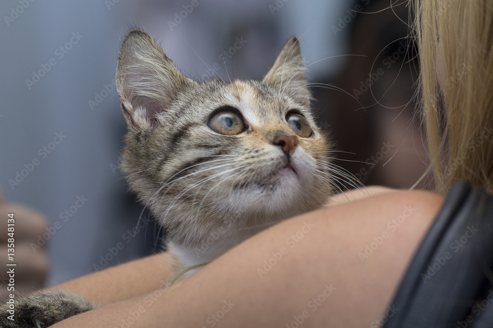 Frightened kitten in the hands of a volunteer in a shelter for h