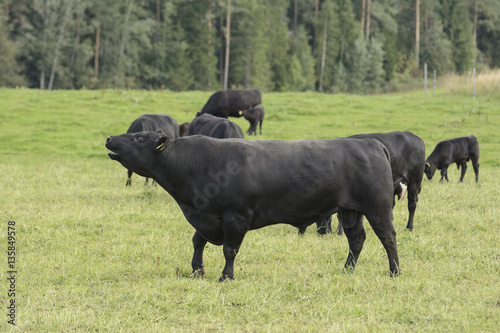 Handsome Aberdeen Angus bull and his herd