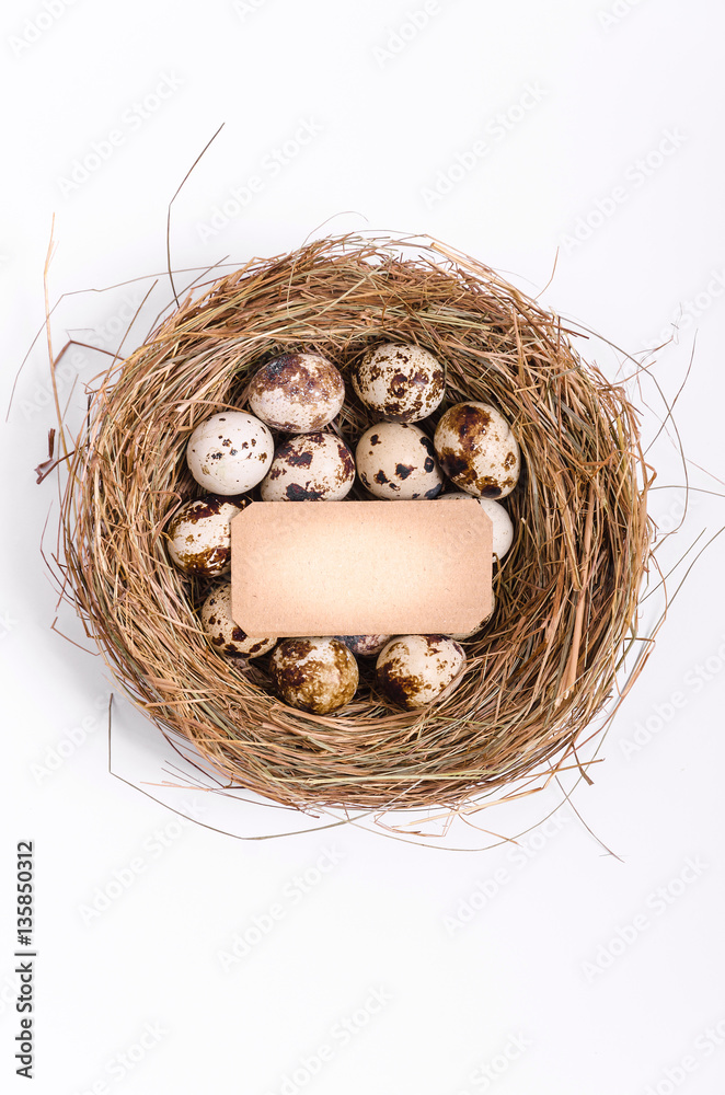 Message in a bird nest as a concept new and different life Message in a bird nest as a concept new and different life