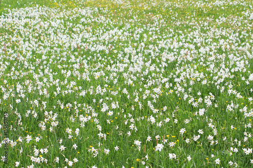 Valley of Narcissi in Khust  Ukraine - in may there are dandelions and narcissuses