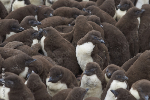 Rockhopper Penguin chicks (Eudyptes chrysocome) huddle together in a creche whilst their parents are away at sea feeding. Coast of Bleaker Island in the Falkland Islands. © JeremyRichards