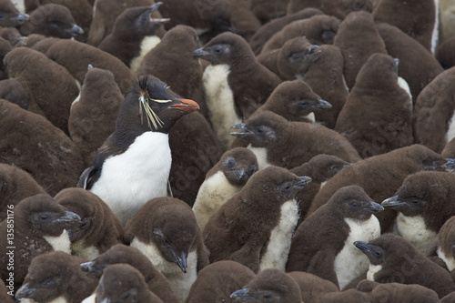 Adult Rockhopper Penguin (Eudyptes chrysocome) standing amongst a large group of nearly fully grown chicks on the cliffs of Bleaker Island in the Falkland Islands. © JeremyRichards