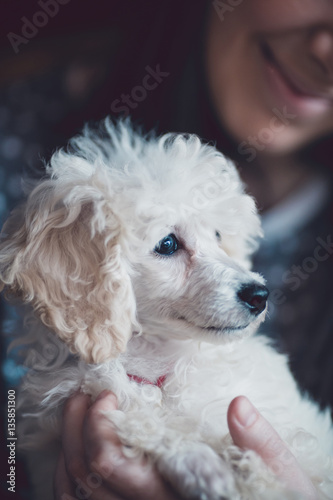 Close up indoor shot of adorable white dwarf poodle puppy. Low light and visible noise.  © Dusko