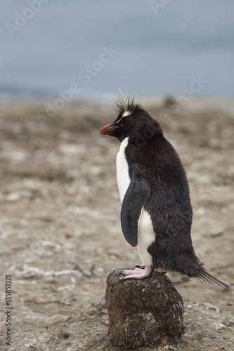 Rockhopper Penguin  Eudyptes chrysocome  standing on the remains of clump of tussock grass on the cliffs of Bleaker Island in the Falkland Islands