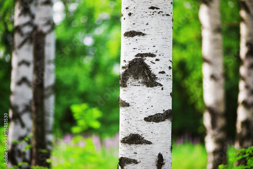 summer in sunny birch forest