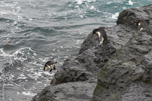 Rockhopper Penguins (Eudyptes chrysocome) diving off the cliffs into the sea on the coast of Bleaker Island in the Falkland Islands