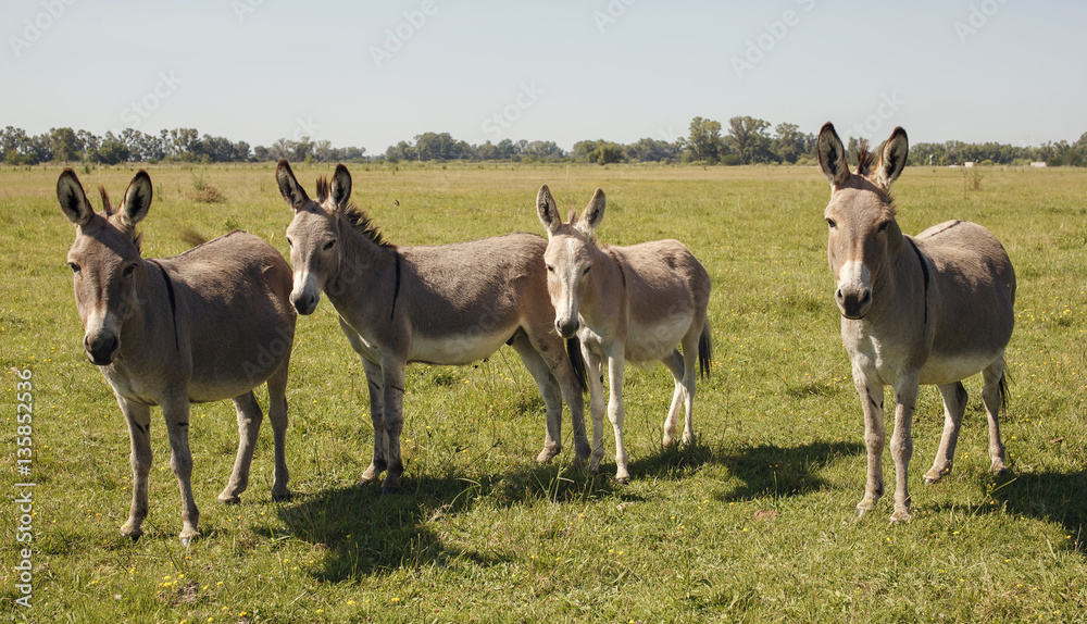 Family of donkeys looking at camera Family of donkeys looking at camera