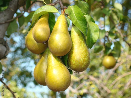 Fruit Pear Natura Plant