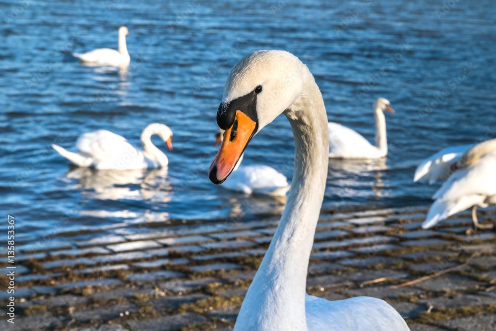 Beautiful white swan on the sun near the river with vivid blue w Beautiful white swan on the sun near the river with vivid blue w