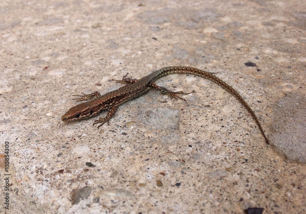 Image of small gecko lizard on pavementImage of small gecko lizard on pavement Image of small gecko lizard on pavementImage of small gecko lizard on pavement