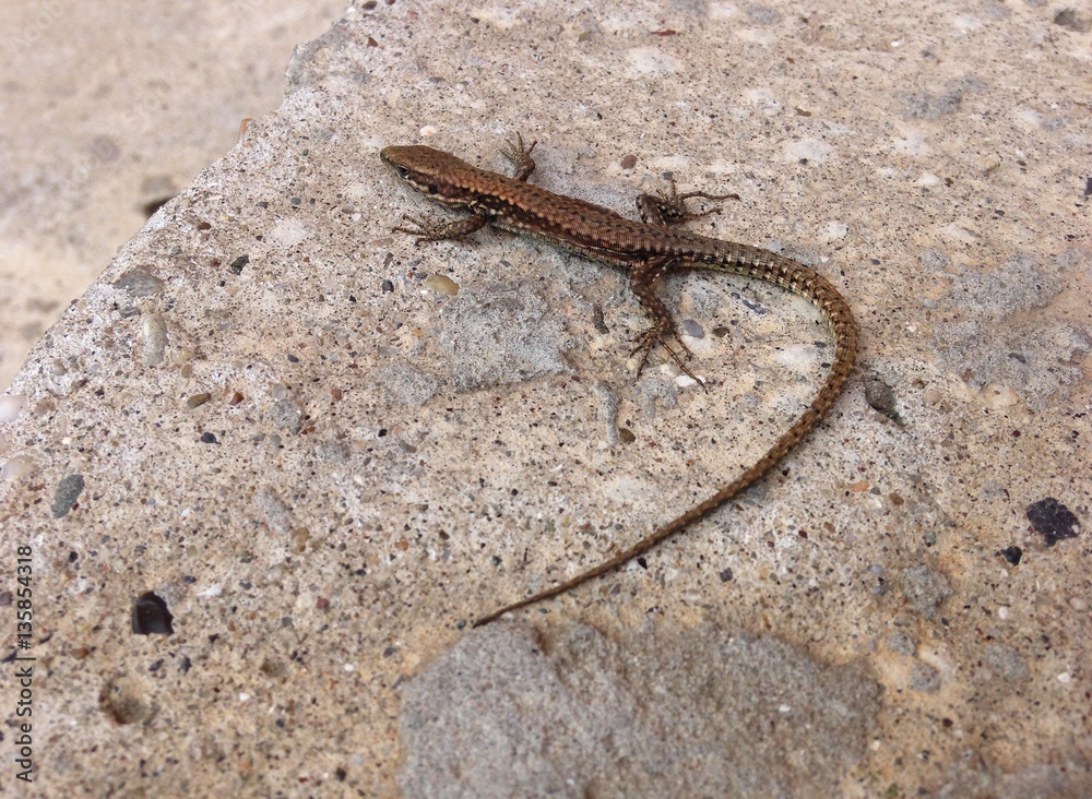 Image of small gecko lizard on pavementImage of small gecko lizard on pavement Image of small gecko lizard on pavementImage of small gecko lizard on pavement