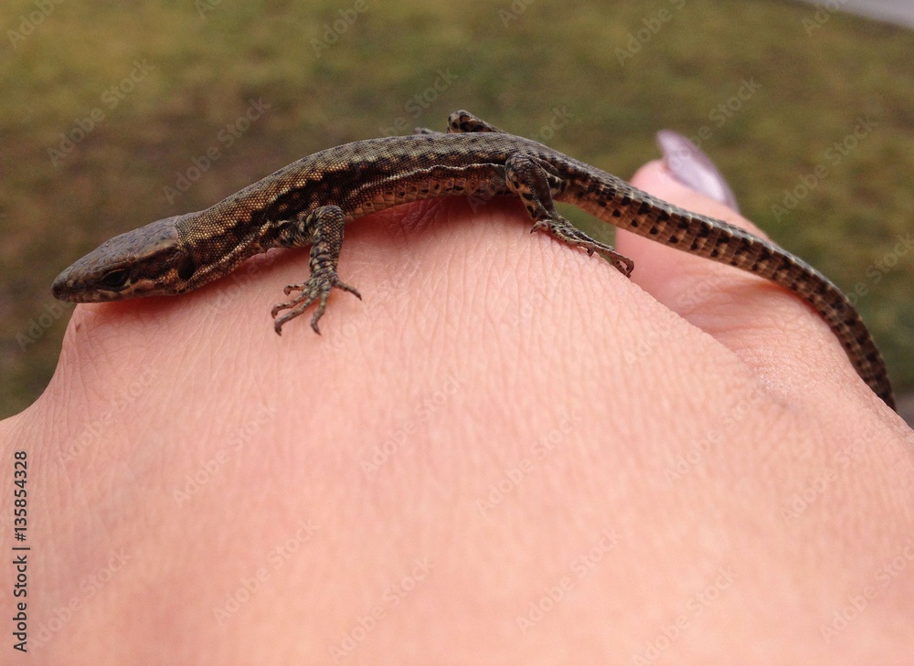 Image of small gecko lizard on female hand Image of small gecko lizard on female hand