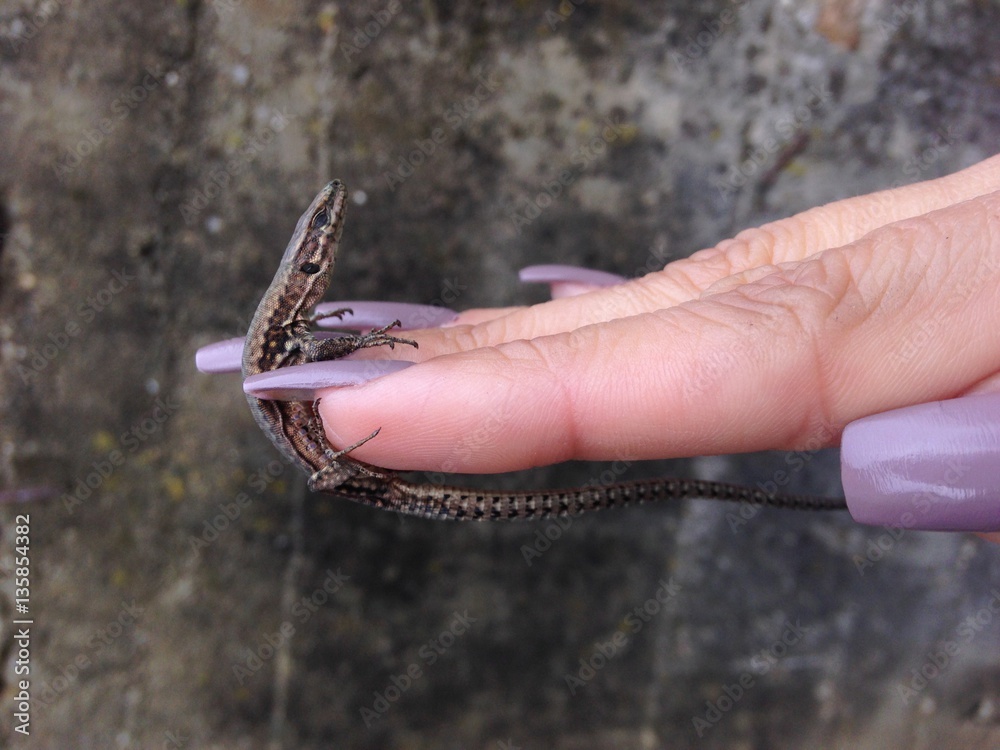 Fototapeta premium Obraz małej jaszczurki gekon na kobiecej dłoni